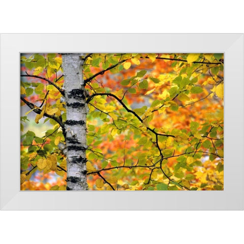 Michigan, Upper Peninsula Birch trees in autumn White Modern Wood Framed Art Print by Carlson, Mark