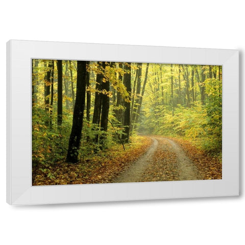 MI, Two-track road through woods in light fog White Modern Wood Framed Art Print by Carlson, Mark
