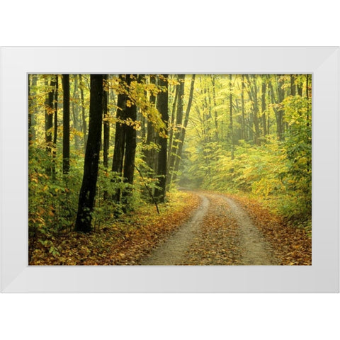 MI, Two-track road through woods in light fog White Modern Wood Framed Art Print by Carlson, Mark