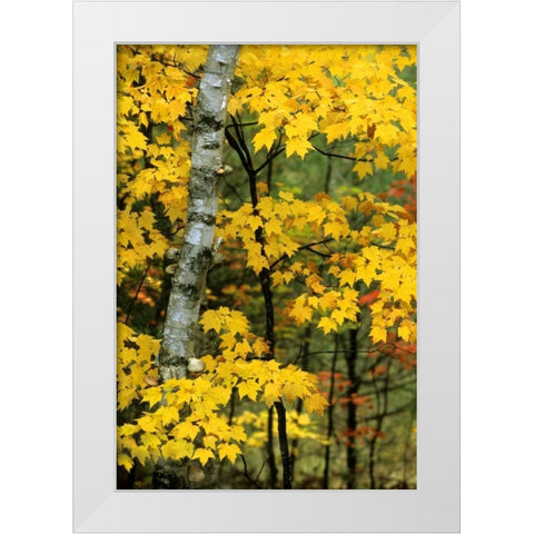 Michigan, Upper Peninsula Birch trees in autumn White Modern Wood Framed Art Print by Carlson, Mark
