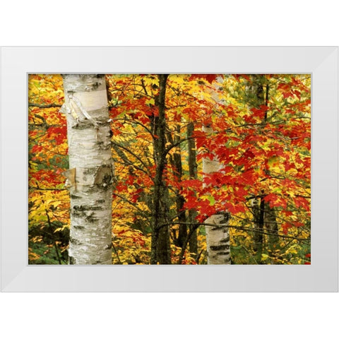 MI, White paper birch tree trunks amid red maple White Modern Wood Framed Art Print by Carlson, Mark