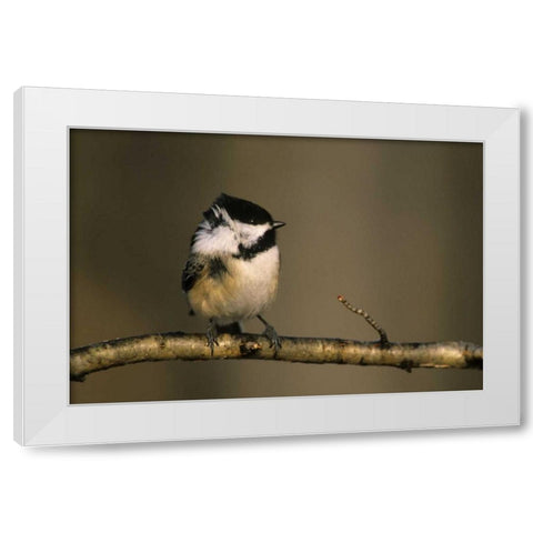 MI, Black-capped chickadee perched in winter wind White Modern Wood Framed Art Print by Carlson, Mark