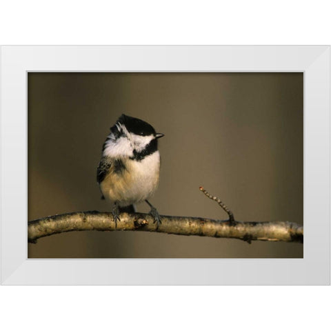 MI, Black-capped chickadee perched in winter wind White Modern Wood Framed Art Print by Carlson, Mark