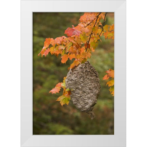 MI, Bald-faced hornet nest in a maple tree White Modern Wood Framed Art Print by Grall, Don