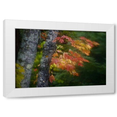 Michigan Autumn colors of maple leaves White Modern Wood Framed Art Print by Grall, Don