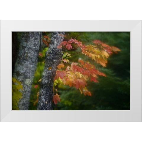 Michigan Autumn colors of maple leaves White Modern Wood Framed Art Print by Grall, Don