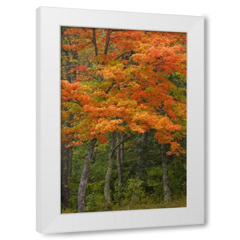 Michigan Autumn maple trees in full color White Modern Wood Framed Art Print by Grall, Don