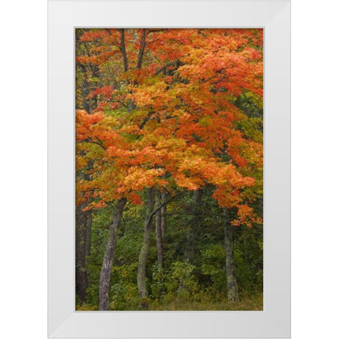 Michigan Autumn maple trees in full color White Modern Wood Framed Art Print by Grall, Don
