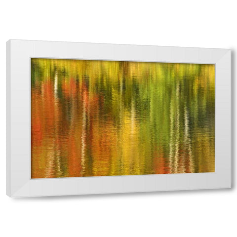 MI Reflection of autumn birch and maple trees White Modern Wood Framed Art Print by Bush, Marie