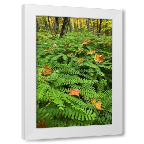 USA, Michigan Maiden hair fern in forest White Modern Wood Framed Art Print by Rotenberg, Nancy