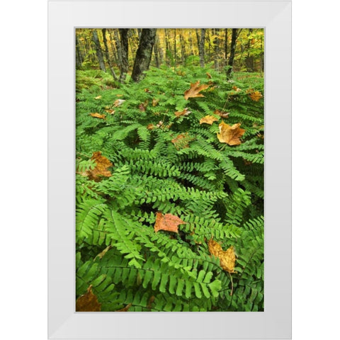 USA, Michigan Maiden hair fern in forest White Modern Wood Framed Art Print by Rotenberg, Nancy