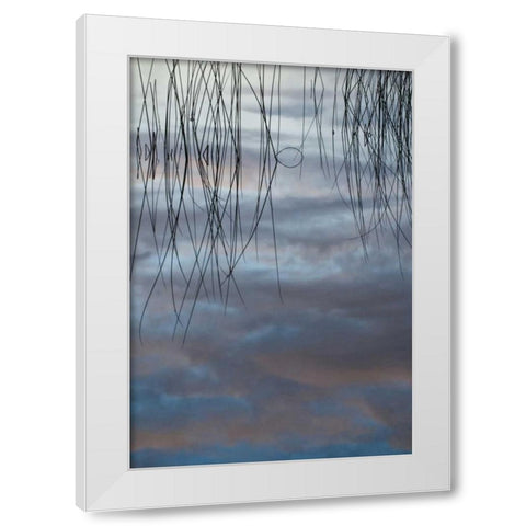MI, Cloud reflections and reeds in Thornton Lake White Modern Wood Framed Art Print by Rotenberg, Nancy