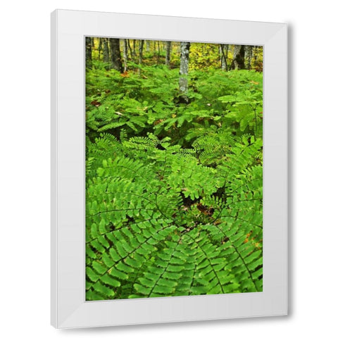 USA, Michigan Maiden hair fern in forest White Modern Wood Framed Art Print by Rotenberg, Nancy