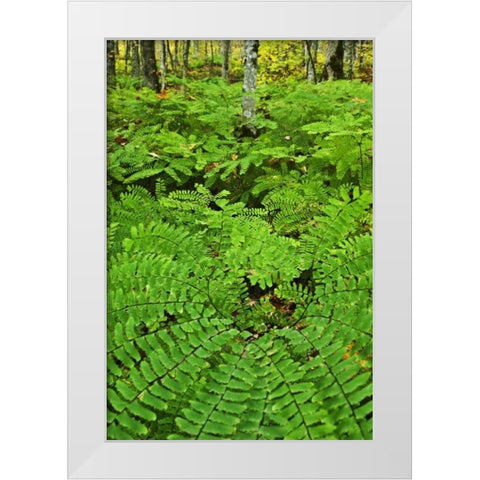 USA, Michigan Maiden hair fern in forest White Modern Wood Framed Art Print by Rotenberg, Nancy