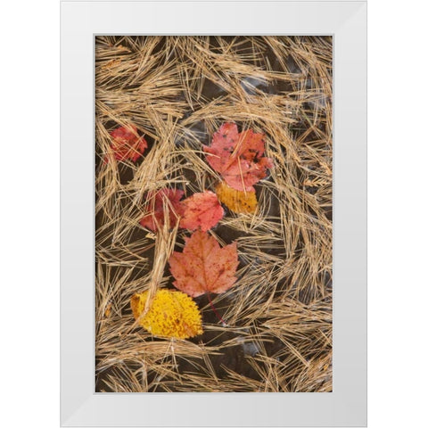 MI, Autumn leaves and pine needles float in pool White Modern Wood Framed Art Print by Grall, Don