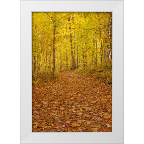 Michigan Fallen maple leaves on trail White Modern Wood Framed Art Print by Grall, Don
