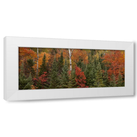 Michigan Evergreens and red maples in autumn White Modern Wood Framed Art Print by Grall, Don