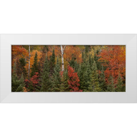Michigan Evergreens and red maples in autumn White Modern Wood Framed Art Print by Grall, Don