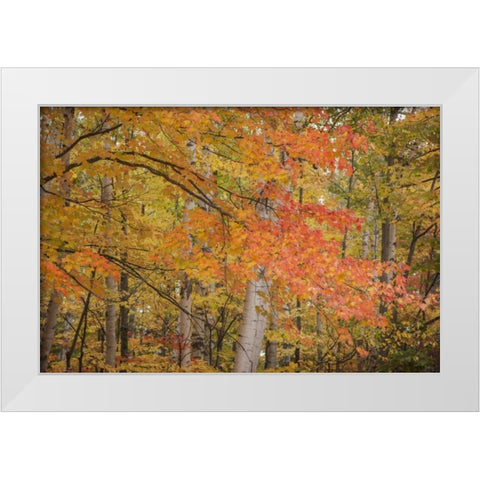 Michigan Red maple trees in autumn color White Modern Wood Framed Art Print by Grall, Don