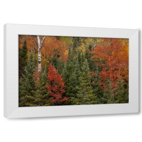 Michigan Evergreens and red maples in autumn White Modern Wood Framed Art Print by Grall, Don