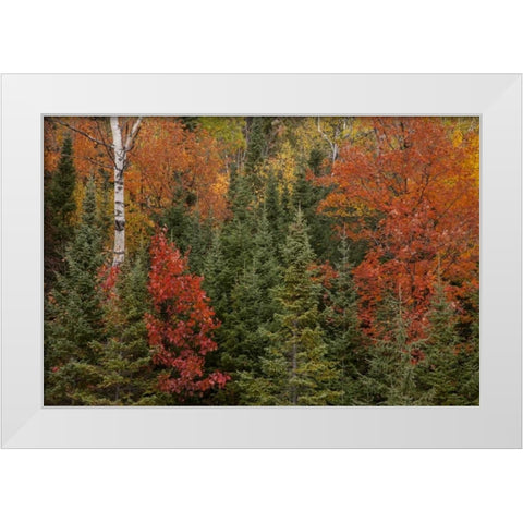 Michigan Evergreens and red maples in autumn White Modern Wood Framed Art Print by Grall, Don