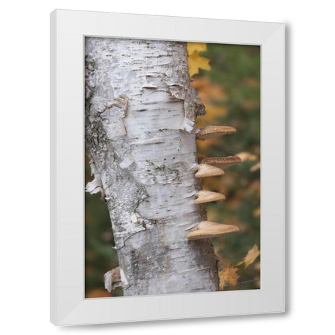 Michigan Shelf mushrooms on birch tree White Modern Wood Framed Art Print by Grall, Don