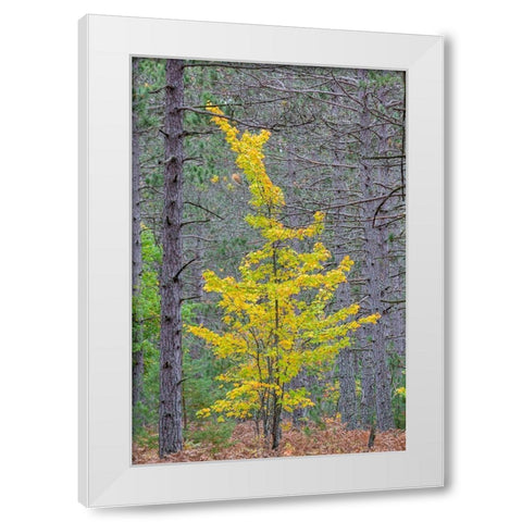 Yellow Maple tree in pine forest in fall-Alger County-Michigan White Modern Wood Framed Art Print by Day, Richard and Susan