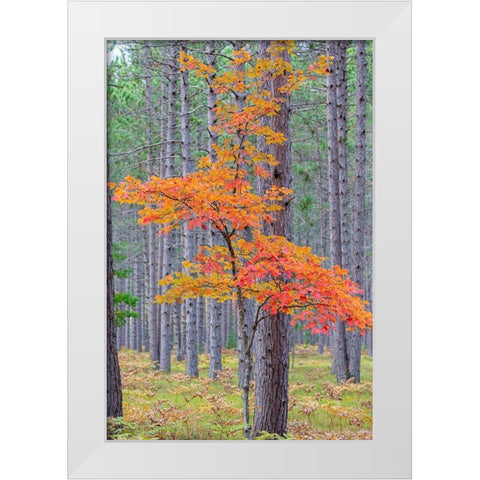 Red Maple tree in pine forest in fall-Alger County-Michigan White Modern Wood Framed Art Print by Day, Richard and Susan