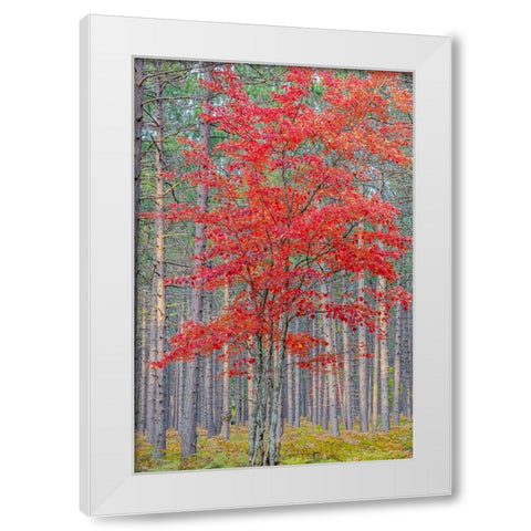 Red Maple tree in pine forest in fall-Alger County-Michigan White Modern Wood Framed Art Print by Day, Richard and Susan