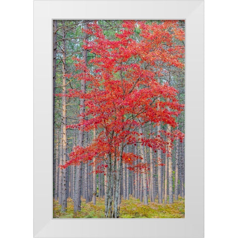 Red Maple tree in pine forest in fall-Alger County-Michigan White Modern Wood Framed Art Print by Day, Richard and Susan