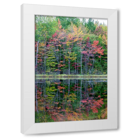 Thornton Lake in fall color-Alger County-Michigan White Modern Wood Framed Art Print by Day, Richard and Susan