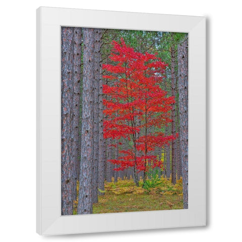 Red Maple tree in pine forest in fall-Alger County-Michigan White Modern Wood Framed Art Print by Day, Richard and Susan