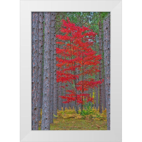 Red Maple tree in pine forest in fall-Alger County-Michigan White Modern Wood Framed Art Print by Day, Richard and Susan