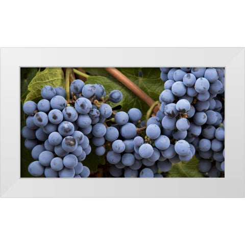 Argentina, Mendoza Purple grapes on the vine White Modern Wood Framed Art Print by Kaveney, Wendy