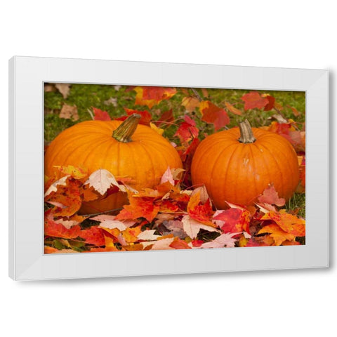 Minnesota Close-up of pumpkins and autumn leaves White Modern Wood Framed Art Print by Illg, Cathy and Gordon