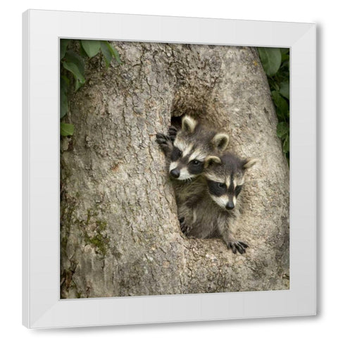 Minnesota, Sandstone Raccoons in a hollow tree White Modern Wood Framed Art Print by Kaveney, Wendy