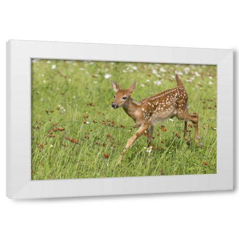 Minnesota White-tailed deer fawn in meadow White Modern Wood Framed Art Print by Kaveney, Wendy