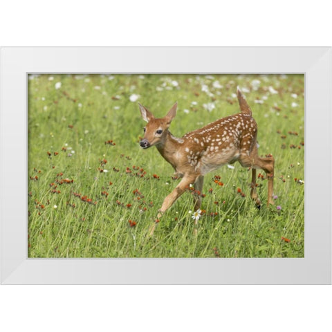 Minnesota White-tailed deer fawn in meadow White Modern Wood Framed Art Print by Kaveney, Wendy