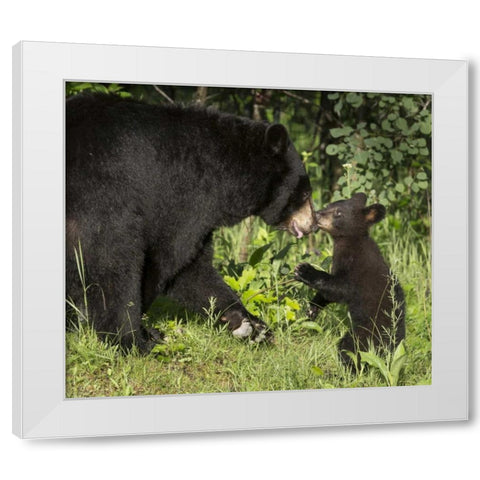 Minnesota, Sandstone Black bear mother and cub White Modern Wood Framed Art Print by Kaveney, Wendy