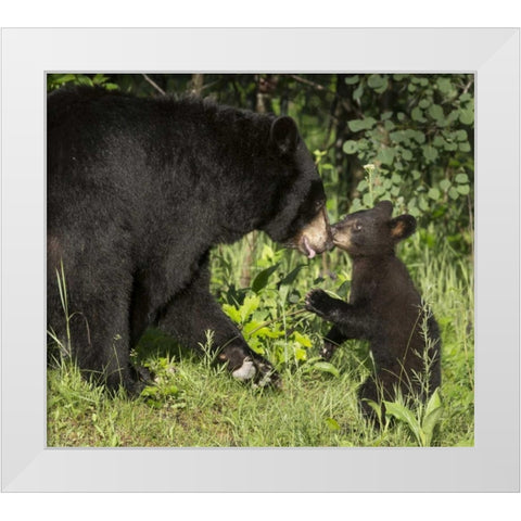 Minnesota, Sandstone Black bear mother and cub White Modern Wood Framed Art Print by Kaveney, Wendy