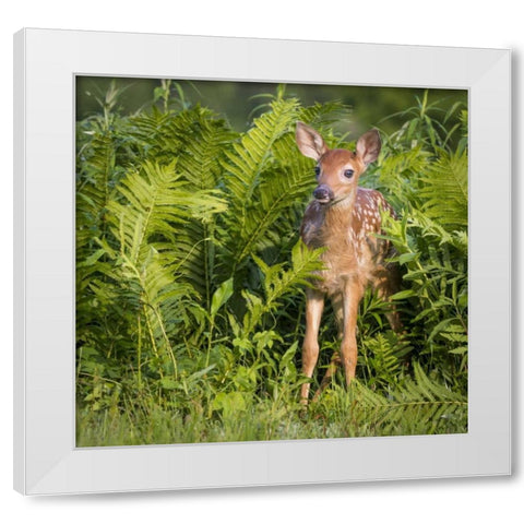 Minnesota White-tailed deer fawn in ferns White Modern Wood Framed Art Print by Kaveney, Wendy