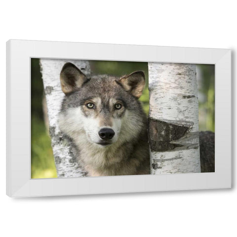 Minnesota, Sandstone Gray wolf between birch White Modern Wood Framed Art Print by Kaveney, Wendy