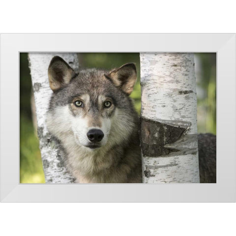 Minnesota, Sandstone Gray wolf between birch White Modern Wood Framed Art Print by Kaveney, Wendy