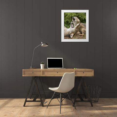 Minnesota, Sandstone Coyote and pup howling White Modern Wood Framed Art Print by Kaveney, Wendy