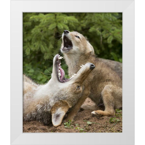 Minnesota, Sandstone Coyote and pup howling White Modern Wood Framed Art Print by Kaveney, Wendy