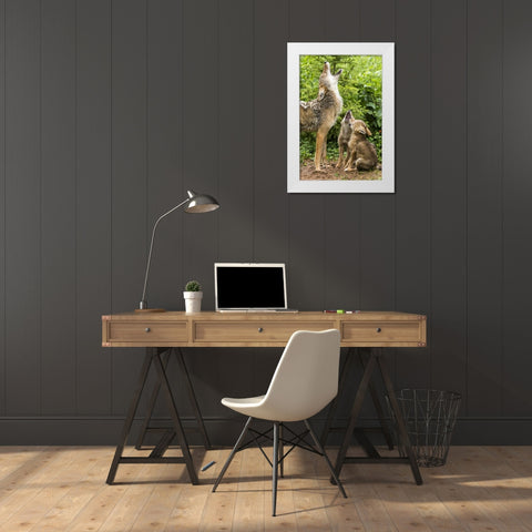 Minnesota, Sandstone Coyote mother and pups howl White Modern Wood Framed Art Print by Kaveney, Wendy