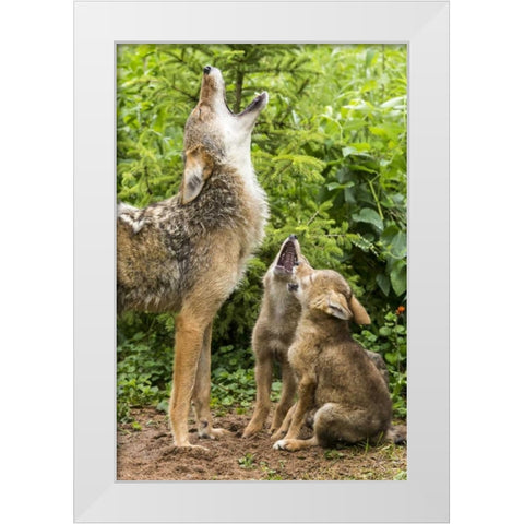 Minnesota, Sandstone Coyote mother and pups howl White Modern Wood Framed Art Print by Kaveney, Wendy