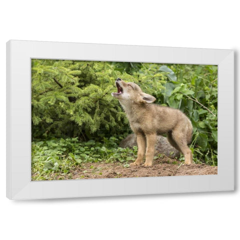 Minnesota, Sandstone Howling coyote pup White Modern Wood Framed Art Print by Kaveney, Wendy