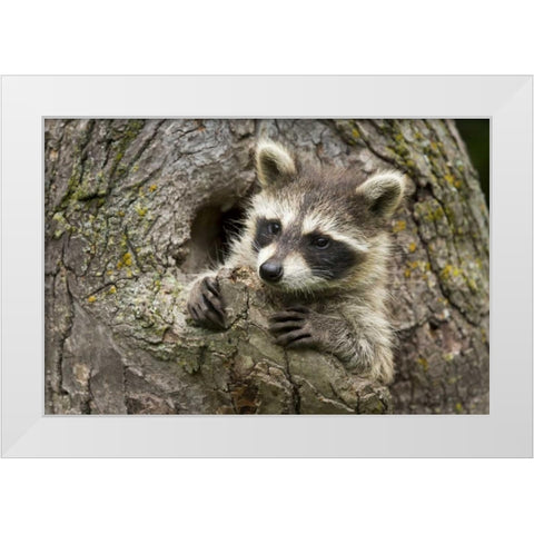 Minnesota, Sandstone Raccoon in a hollow tree White Modern Wood Framed Art Print by Kaveney, Wendy