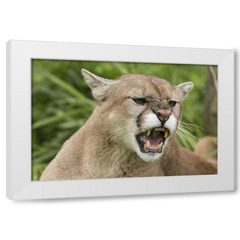 Minnesota, Sandstone Snarling cougar White Modern Wood Framed Art Print by Kaveney, Wendy